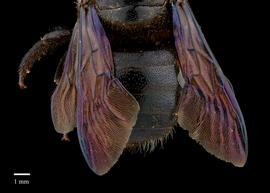  Xylocopa amethystina, male abdomen, photo: Colleen Meidt 
